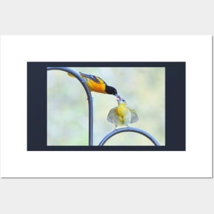 Oriole feeding fledgling #2 Posters and Art